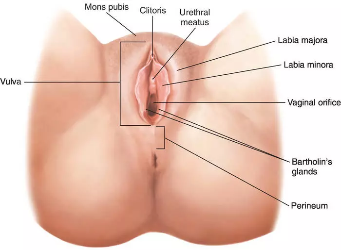 anatomia regiao intima mulher