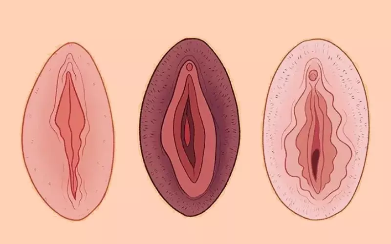 labios vaginais anatomia 1