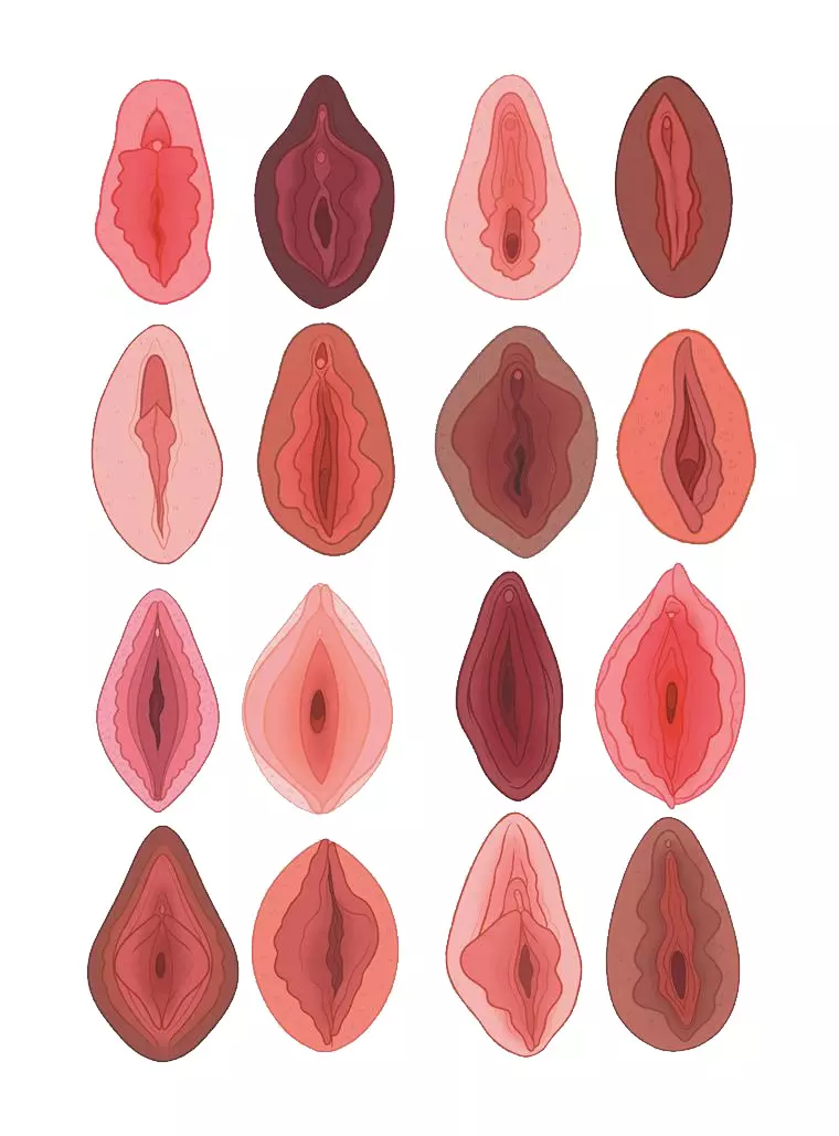 labios vaginais anatomia 2